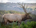 Imperial Rocky Mountain elk