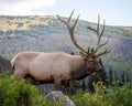 Imperial Rocky Mountain elk