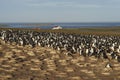 Imperial Shag colony - Falkland Islands Royalty Free Stock Photo