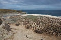 Imperial Shag Colony - Falkland Islands Royalty Free Stock Photo