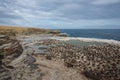 Imperial Shag Colony - Falkland Islands Royalty Free Stock Photo