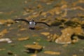 Imperial Shag landing in the Falkland Islands