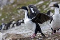 Imperial Shag Phalacrocorax atriceps albiventer - Falkland Islands Royalty Free Stock Photo