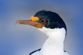 Imperial Shag, Phalacrocorax atriceps, black and white cormorant Royalty Free Stock Photo