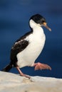 Imperial Shag, Phalacrocorax atriceps, walking on the white rock, dark blue sea in background, Falkland Islands Royalty Free Stock Photo