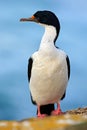 Imperial Shag, Phalacrocorax atriceps, walking on the yellow lichen rock, dark blue sea in background, detail portrait of bird in