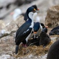 Pair of blue-eyed cormorants or blue-eyed shags with two chicks begging for feeding on New Island, Falkland Islands Royalty Free Stock Photo