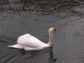 The Imperial Swan Royalty Free Stock Photo