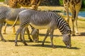 Imperial zebra in closeup, Endangered animal specie from Africa, Black and white striped wild horse