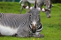 Imperial zebra resting on the grass Royalty Free Stock Photo