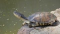 Imperious West African mud turtle, Hartbeespoort, North West, South Africa Royalty Free Stock Photo