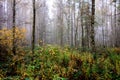 Impermeable birch forest with a lot of plants and fog Royalty Free Stock Photo