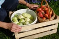 Impersonal woman farmer shows her harvest, box with basket of red tomatoes and bucket of squash.