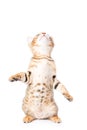 Impish kitten something catches at top Royalty Free Stock Photo