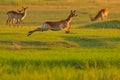 Implala jump in the grass savannah, Okavango South Africa. Impala in golden grass. Beautiful impala in the grass with evening sun Royalty Free Stock Photo