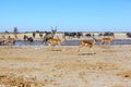 Implalas, Kudu's and blue wildebeest at the waterhole Royalty Free Stock Photo
