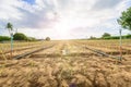 Implantation the lemon grass at new vegetable garden field