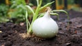 Implementing advanced horticultural techniques for optimal onion growth in the farm garden