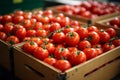 Import tomato delivery, boxed harvest of red tomatoes