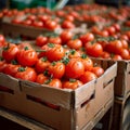 Import tomato delivery, boxed harvest of red tomatoes