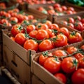 Import tomato delivery, boxed harvest of red tomatoes