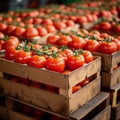 Import tomato delivery, boxed harvest of red tomatoes