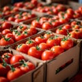 Import tomato delivery, boxed harvest of red tomatoes