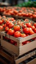 Import tomato delivery, boxed harvest of red tomatoes