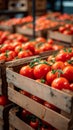 Import tomatoes, red harvest, packed in a carefully curated box Royalty Free Stock Photo