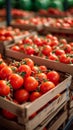 Import tomatoes, red harvest, packed in a carefully curated box Royalty Free Stock Photo