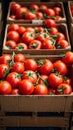 Import tomatoes, red harvest, packed in a carefully curated box Royalty Free Stock Photo