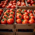 Import tomatoes, red harvest, packed in a carefully curated box Royalty Free Stock Photo