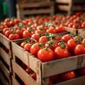 Import tomatoes, red harvest, packed in a carefully curated box Royalty Free Stock Photo