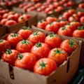 Import tomatoes, red harvest, packed in a carefully curated box Royalty Free Stock Photo