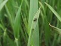 Pest larvae (Oulema melanopus) damages on the what leaf.