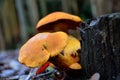 Small mushrooms in the forest