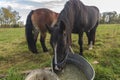 Horses drinking from an old zinc tub