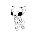 An important chihuahua with big black eyes and a bandana on his chest