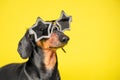 Important dog in star glasses portrait. Stylish clothes and accessories for pets