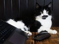 An important funny cute cat next to an open laptop and a computer wireless mouse. Wooden background. Scandinavian style Royalty Free Stock Photo