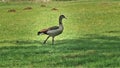 An important goose is leisurely walking