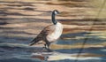 Detail of a duck of the mural on the wall of the grocery store, in the Pointe Claire Village Montreal QC