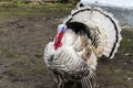 Important pompous turkey in the backyard Royalty Free Stock Photo