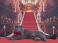 Important Scottish Fold cat on the red carpet