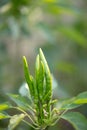 An important taste ingredient, Chaotian pepper is growing