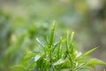 An important taste ingredient, Chaotian pepper is growing