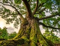 Massive ancient oak tree with thick mossy trunk and spreading branches against sky bark Royalty Free Stock Photo