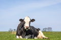 Imposing big cow lies in the field with crumpled udder and angry expression, white with black, blue sky and copy space Royalty Free Stock Photo