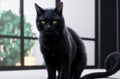 Imposing black cat. Beautiful cat with majestic look. Generative AI.