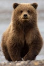 Imposing brown bear on a rocky beach, overlooking a tranquil body of water below